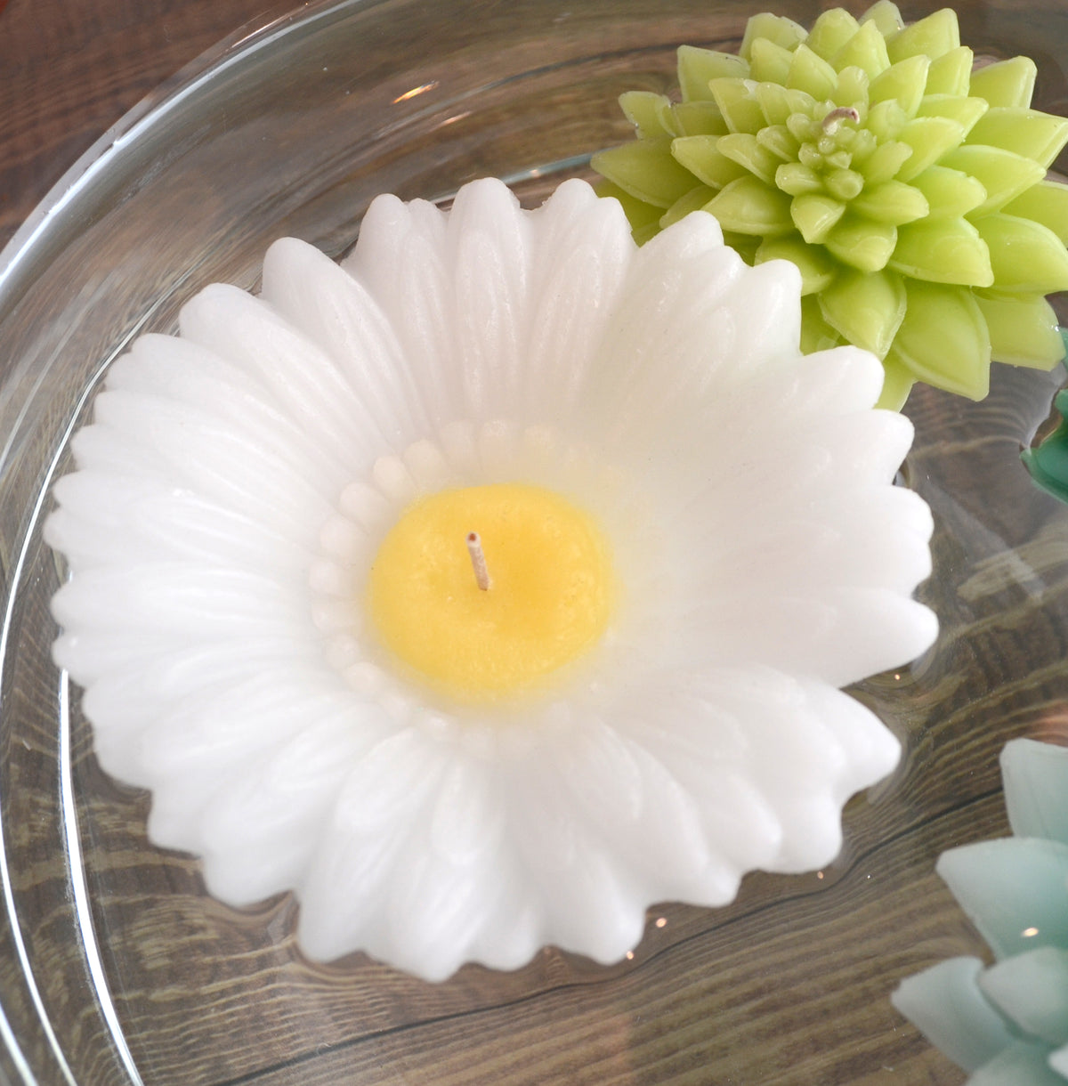 White Daisy shaped candle surrounded by green succulents 
